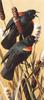 [Carl Brenders - Wildlife Paintings] Red-winged Blackbirds