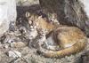[Carl Brenders - Wildlife Paintings] Rock Camp (Cougar and cubs)