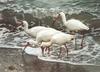 [Carl Brenders - Wildlife Paintings] Shoreline Quartet (American White Ibis)