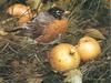 [Carl Brenders - Wildlife Paintings] The Apple Lover (American Robin)