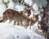 [Carl Brenders - Wildlife Paintings] The Long Distance Hunters (Gray Wolves)