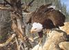 [Carl Brenders - Wildlife Paintings] The Monarch is Alive (Bald Eagle)