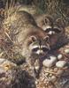 [Carl Brenders - Wildlife Paintings] Waterside Encounter (Raccoons)
