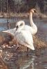 [Carl Brenders - Wildlife Paintings] White Elegance (Trumpeter Swans)