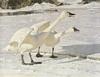 [Robert Bateman] Courting Swans