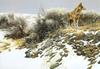 [Robert Bateman] Coyote in Winter Sage