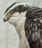 [Robert Bateman] Goshawk