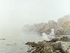 [Robert Bateman] Misty Coast (Gulls)