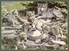 [CameoRose scan - Al Agnew] Gray Wolf family
