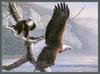 [CameoRose scan - Al Agnew] Bald Eagles
