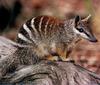 [CPerrien Scan] Australian Native Animals 2002 Calendar - Numbat