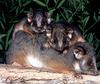 [CPerrien Scan] Australian Native Animals 2002 Calendar - Common Ringtail Possum