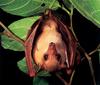 [CPerrien Scan] Australian Native Animals 2002 Calendar - Common Blossom Bat