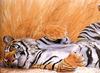 [EndLiss scan - Animal Art] Trevor Boyer - Tiger Rolling