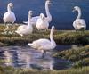 [EndLiss scans - Wildlife Art] Robert Bateman - Bank of Swans