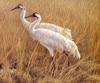 [EndLiss scans - Wildlife Art] Robert Bateman - Whooping Cranes