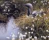 [EndLiss scans - Wildlife Art] Robert Bateman - Pacific Loon and Cottongrass