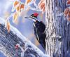 [EndLiss scans - Wildlife Art] Susan Bourdet - Pileated Woodpecker - Dryocopus pileatus
