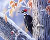 [EndLiss scans - Wildlife Art] Susan Bourdet - Pileated Woodpecker - Dryocopus pileatus