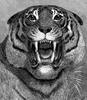 [CPerrien Scans CD02 - Animals(Pen Drawing)] Tiger