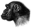 [CPerrien Scans CD02 - Animals(Pen Drawing)] Chimpanzee