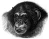 [CPerrien Scans CD02 - Animals(Pen Drawing)] Chimpanzee