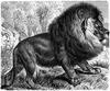 [CPerrien Scans CD02 - Animals(Pen Drawing)] Lion