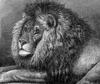 [CPerrien Scans CD02 - Animals(Pen Drawing)] Lion