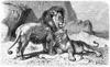 [CPerrien Scans CD02 - Animals(Pen Drawing)] Lion