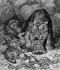 [CPerrien Scans CD02 - Animals(Pen Drawing)] Tigers
