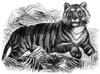 [CPerrien Scans CD02 - Animals(Pen Drawing)] Tiger