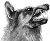[CPerrien Scans CD02 - Animals(Pen Drawing)] Wolf