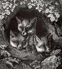 [CPerrien Scans CD02 - Animals(Pen Drawing)] Foxes