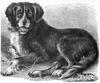 [CPerrien Scans CD02 - Animals(Pen Drawing)] Dog