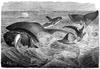 [CPerrien Scans CD02 - Animals(Pen Drawing)] Whales
