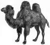 [CPerrien Scans CD02 - Animals(Pen Drawing)] Camel