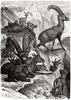 [CPerrien Scans CD02 - Animals(Pen Drawing)] Ibex