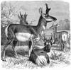 [CPerrien Scans CD02 - Animals(Pen Drawing)] Pronghorns