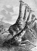 [CPerrien Scans CD02 - Animals(Pen Drawing)] Giraffes