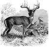 [CPerrien Scans CD02 - Animals(Pen Drawing)] Deer