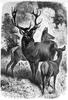 [CPerrien Scans CD02 - Animals(Pen Drawing)] Deer