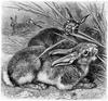 [CPerrien Scans CD02 - Animals(Pen Drawing)] Rabbits