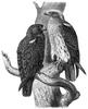 [CPerrien Scans CD02 - Animals(Pen Drawing)] Eagles