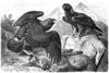 [CPerrien Scans CD02 - Animals(Pen Drawing)] Eagles