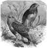 [CPerrien Scans CD02 - Animals(Pen Drawing)] buzzard