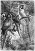 [CPerrien Scans CD02 - Animals(Pen Drawing)] macaw