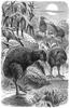 [CPerrien Scans CD02 - Animals(Pen Drawing)] kiwi