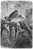 [CPerrien Scans CD02 - Animals(Pen Drawing)] oilbird
