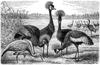 [CPerrien Scans CD02 - Animals(Pen Drawing)] cranes