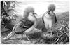 [CPerrien Scans CD02 - Animals(Pen Drawing)] pigeons
